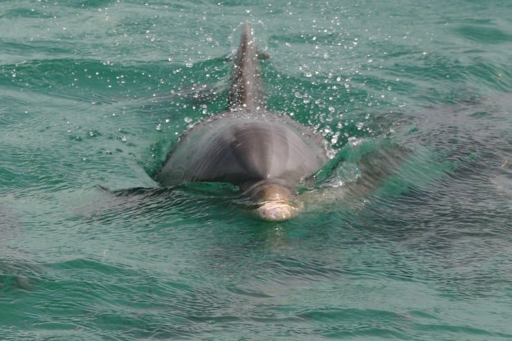 A small dolphin swimming directly toward the camera in calm, shallow green water