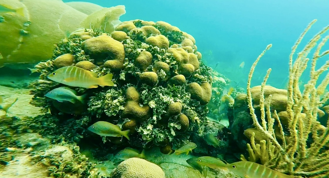 Tropical reef fish swimming around coral at Man Rocks during a private snorkeling charter in Key West.