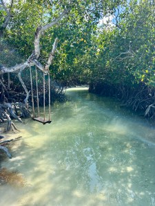 Wooden swing hanging from mangrove trees over clear shallow water in the Great White Heron National Wildlife Refuge near Key West.